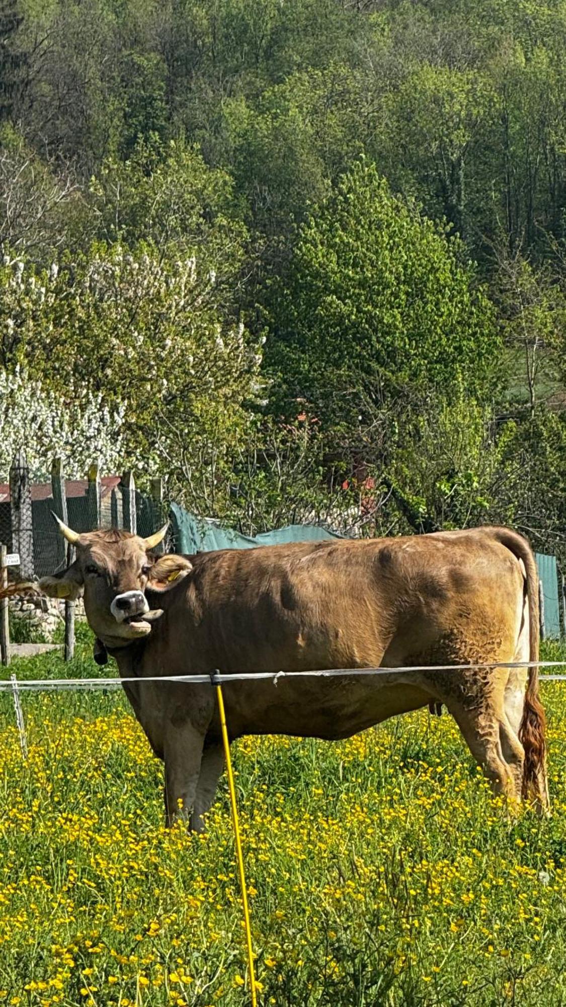 Agriturismo La Betulla Brezzo Extérieur photo